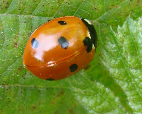 Coccinelle del Parco di Monza